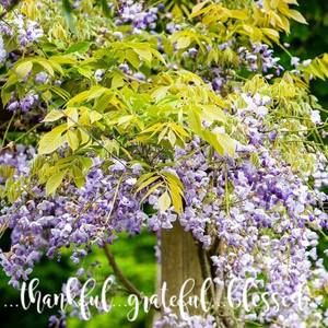 Meet your Posher, Rosey